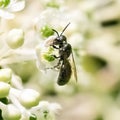 An extremely tiny Small Carpenter Bee (Ceratina sp) pollinating a white and green flower.