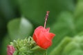 Turks Cap Flowers