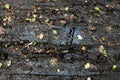 Extremely wet and muddy dirt road after the rain  wheel prints. Royalty Free Stock Photo