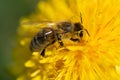 extremly macro shot of working bee at yellow flower- dandelion. sunny day