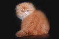 Extrimal persian kitten Royalty Free Stock Photo