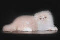 Extrimal persian kitten Royalty Free Stock Photo