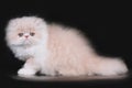Extrimal persian kitten Royalty Free Stock Photo