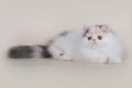 Extrimal persian kitten Royalty Free Stock Photo