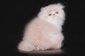 Extrimal persian kitten Royalty Free Stock Photo