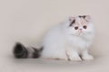 Extrimal persian kitten Royalty Free Stock Photo