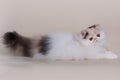 Extrimal persian kitten Royalty Free Stock Photo