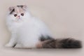 Extrimal persian kitten Royalty Free Stock Photo