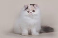 Extrimal persian kitten Royalty Free Stock Photo