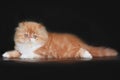 Extrimal persian kitten Royalty Free Stock Photo