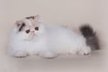 Extrimal persian kitten Royalty Free Stock Photo