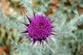 Extroverted thistle