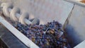 Extruding machine grape juice for a delicious dry red wine. Pour the grapes from the box in the extractors