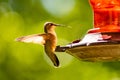 Extruding tongue of female hummingbird ready to drink.