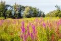 Exuberant flowering Purple Loosestrife in the foreground of a na Royalty Free Stock Photo