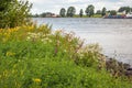 Exuberant flowering wild plants on the banks of a river Dutch