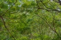 An Exuberant Interweaving of Branches and Foliage of Trees Formed a Kind of Green Embossed Dome