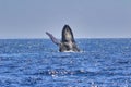 Exuberant, joyful breach by a humpback whale on Maui. Royalty Free Stock Photo