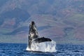 Exuberant, joyful breach by a humpback whale on Maui. Royalty Free Stock Photo