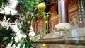Several lemons in a Chinese temple garden. Royalty Free Stock Photo