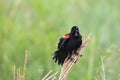 Exuberant Red-winged Blackbird perched on wild grass sings and calls