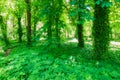 Exuberant vegetation of climbing plants and ivy in green tones.