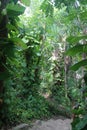 Exuberant vegetation Mexican mangrove Quintana Roo