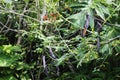 Exuberant vegetation Mexican mangrove Quintana Roo