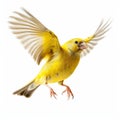 Exuberant Yellow Canary In High-key Lighting