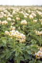 Closeup of flowering potato plants in a Dutch field Royalty Free Stock Photo