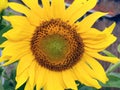Exuberantly blooming sunflower with a dark heart