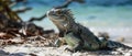 Exuma Iguanas Unique Reptilian Encounters On Allens Cay Royalty Free Stock Photo