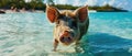 Exuma Pigs At Sunrise Magical Moments With The Famous Swimming Pigs