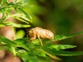 Exuvia ie moulted exoskeleton of European cicada on leaf. Royalty Free Stock Photo