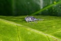 Exuvia of a Leafhopper Royalty Free Stock Photo