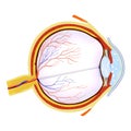 Eye Royalty Free Stock Photo