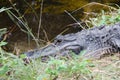 Eye of an aligator Royalty Free Stock Photo