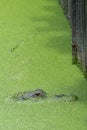 Eye of an Alligator in River Royalty Free Stock Photo