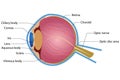 Eye Anatomy Royalty Free Stock Photo