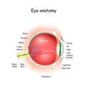 Eye anatomy. Cross section of eyeball, eyelids, and Optic nerve