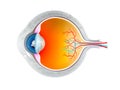 Eye anatomy Royalty Free Stock Photo