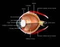 Eye Anatomy Royalty Free Stock Photo