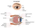 Eye Anatomy. Anatomy of the Human Eye. Structure and Function of the Human Eye with the name and description of all site