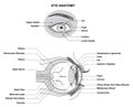 Eye Anatomy. Anatomy of the Human Eye. Structure and Function of the Human Eye with the name and description of all sites