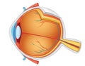 Eye anatomy illustration Royalty Free Stock Photo