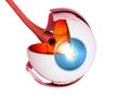 Eye anatomy - inner structure, Medically accurate illustration Royalty Free Stock Photo