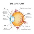 Eye anatomy Royalty Free Stock Photo