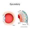 Eye anatomy. Rod cells and cone cells