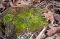Eye appealing moss against brown dry leaves