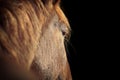 Eye of Arabian bay horse Royalty Free Stock Photo